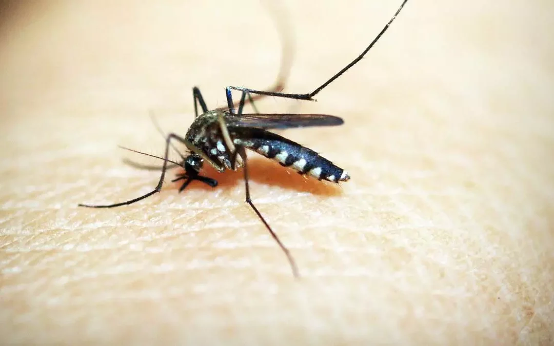 Vacina contra a dengue é incorporada ao SUS