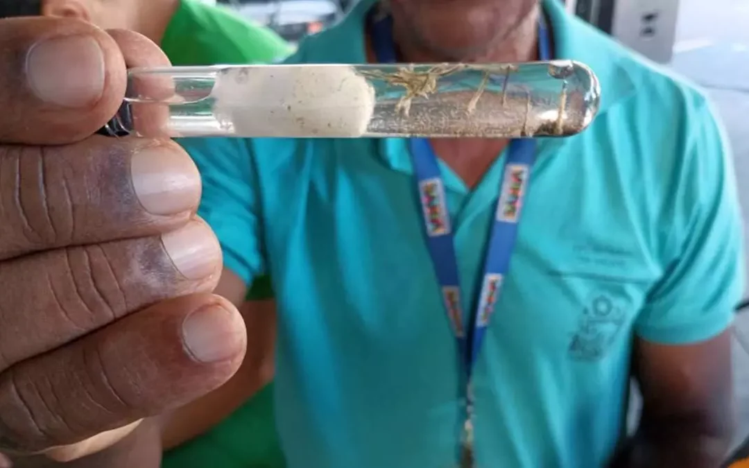 Vitória da Conquista lidera número de casos e mortes por Dengue na Bahia